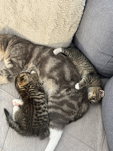 Scottish Fold urospentu (3 valokuva sivusta 3)