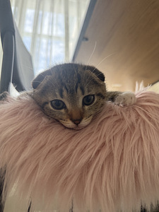 Scottish Fold urospentu (4 valokuva sivusta 4)