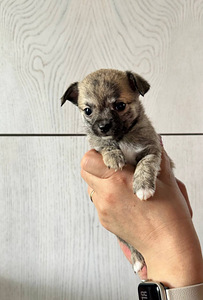 Chihuahua kutsikad (3 foto / 4)