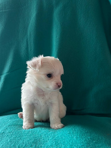 Chihuahua kutsikad (4 foto / 4)