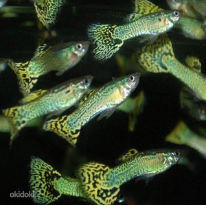 Yellow Cobra guppy (1 foto / 3)