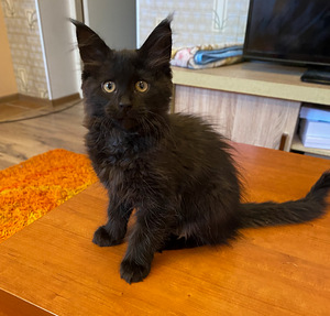 Maine Coon kassipoeg (3 foto / 3)