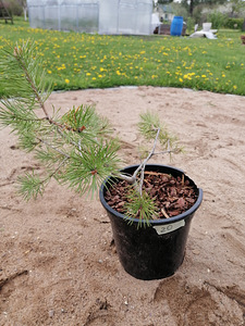 Lehise ja männi seemikud (4 foto / 10)