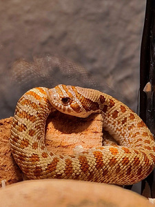 Western Hognose змея