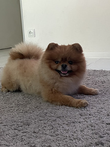 Pomeranian spits paaritamiseks (1 foto / 1)