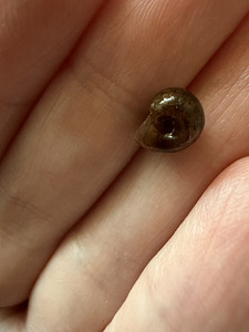 Tigu ampullaaria,Helena, taimed,säga ancistrus, guppi(lapsed (5 foto / 6)