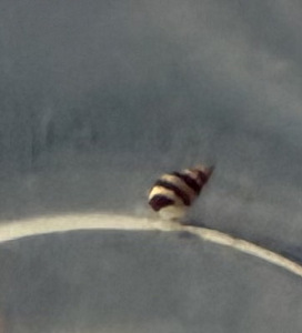 Teod Ampularia, Helena, Melanoides tuberculata, taimed (2 foto / 4)