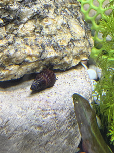 Teod Ampularia, Helena, Melanoides tuberculata, taimed (3 foto / 4)