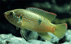 Akvaariumi kalad Hemichromis bimaculatus (1 foto / 2)
