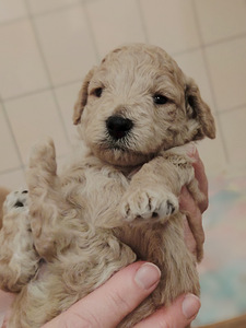 Kääpiövillakoiran pennut (1 valokuva sivusta 6)