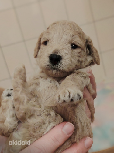 Kääpiövillakoiran pennut