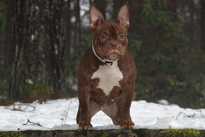 American pocket bully (4 foto no 10)