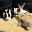 Короткошерстные мини-кролики (фото #2)