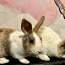 Короткошерстные мини-кролики (фото #5)