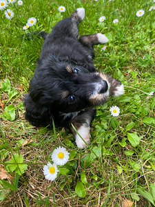 Imearmas väikese koera kutsikas (2 foto / 6)