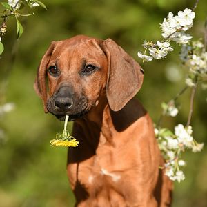 Rhodesian ridgeback (2 foto / 3)