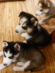 Müüa Siberi Hasky kutsikad (4 foto / 4)