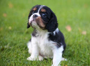 Kavaliera Kinga Čarlza Spaniels (2 foto no 6)