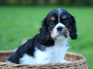 Kavaliera Kinga Čarlza Spaniels (3 foto no 6)