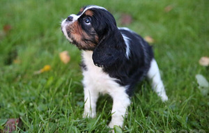 Kavaliera Kinga Čarlza Spaniels (4 foto no 6)