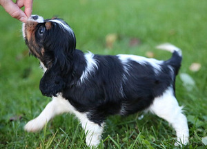 Kavaliera Kinga Čarlza Spaniels (5 foto no 6)