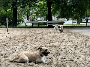 Uus kodu kahele Jack Russellile (1 foto / 2)
