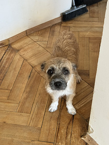 Jack Russelli terjer otsib uut kodu (1 foto / 2)