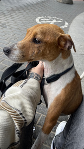 Jack Russelli terjer otsib uut kodu (1 foto / 1)