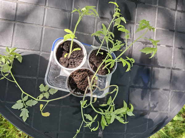 Tomatitaimed