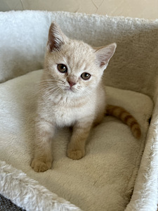 Британский котенок (4 фото из 5)