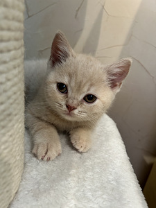 Британский котенок (5 фото из 5)