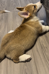 Welsh corgi pembroke (7 foto / 9)