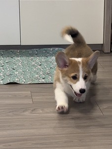 Welsh corgi pembroke (8 foto / 9)
