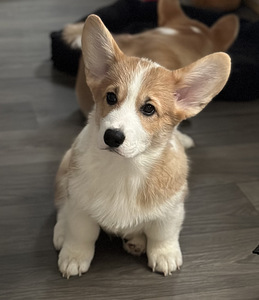 Welsh corgi pembroke (2 foto / 9)
