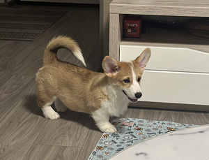 Welsh corgi pembroke (3 foto / 9)
