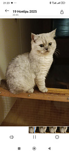 Kissanpentuja (7 valokuva sivusta 9)