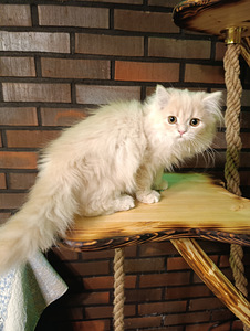 Ihanat kissanpennut (1 valokuva sivusta 8)