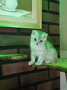 Sekarotuinen pennut (4 valokuva sivusta 4)