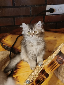 Söpöjä pentuja (3 valokuva sivusta 9)