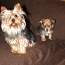 Yorkie-Pom Puppies For Sale (foto #3)