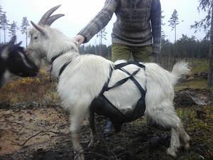 Annan ära noore kitse (1 foto / 1)