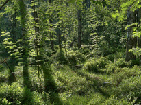 Земельный участок с лесом и старыми фундаментами