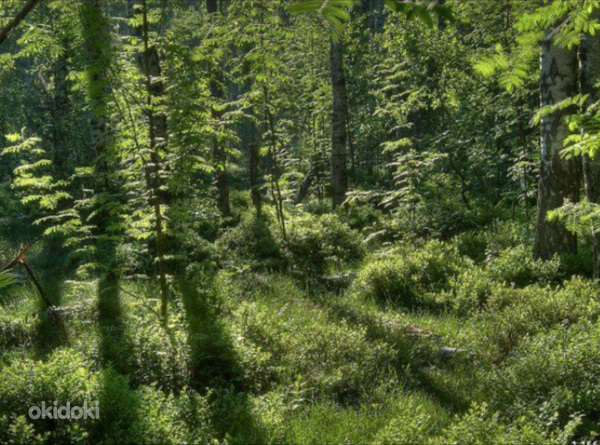 Земельный участок с лесом и старыми фундаментами (фото #1)