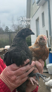 Kanad ja tibud (1 foto / 9)