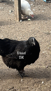 Kanad ja tibud (8 foto / 9)