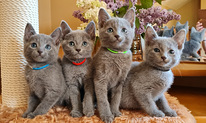 Krievu zilās šķirnes kaķēni
