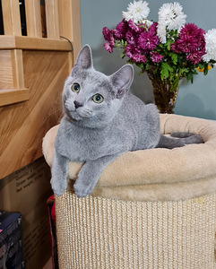 Русские голубые котята (4 фото из 7)