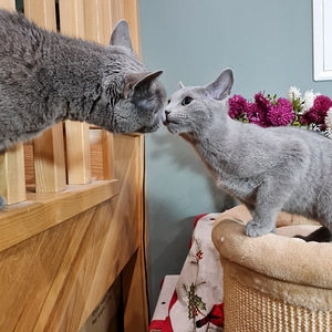 Русские голубые котята (6 фото из 7)