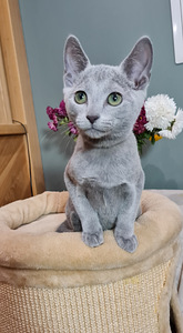 Русские голубые котята (7 фото из 7)