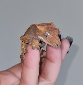 Crested gecko (5 foto no 6)